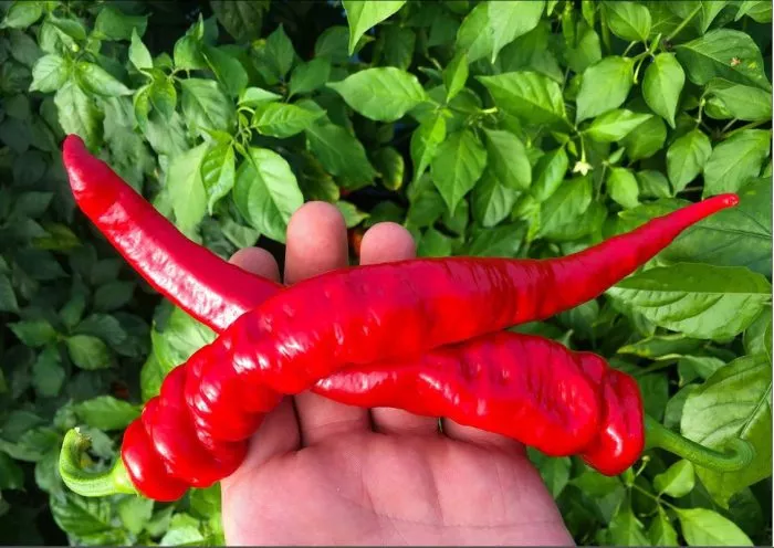 dzhimmi-nardello-8-183554