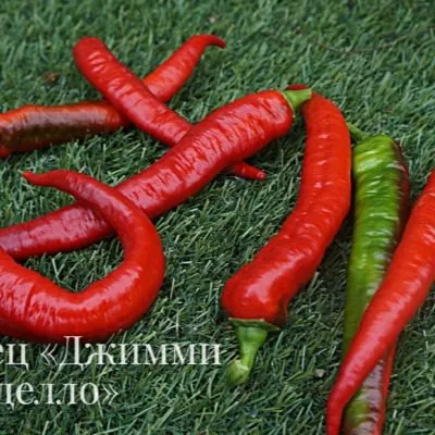 dzhimmi-nardello-9-183554