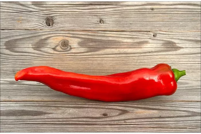 dzhimmi-nardello-main-183554