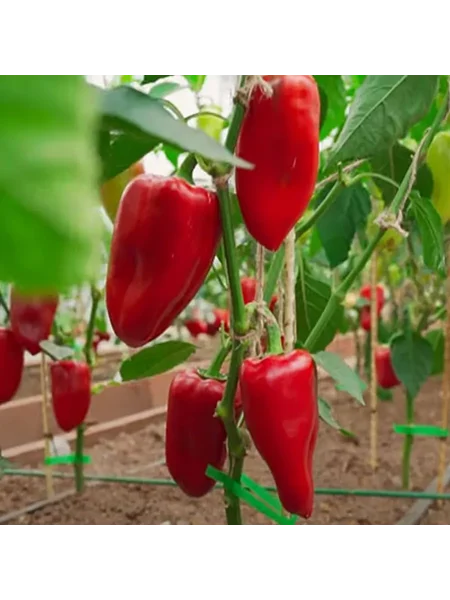 dzhuletta-main-183590