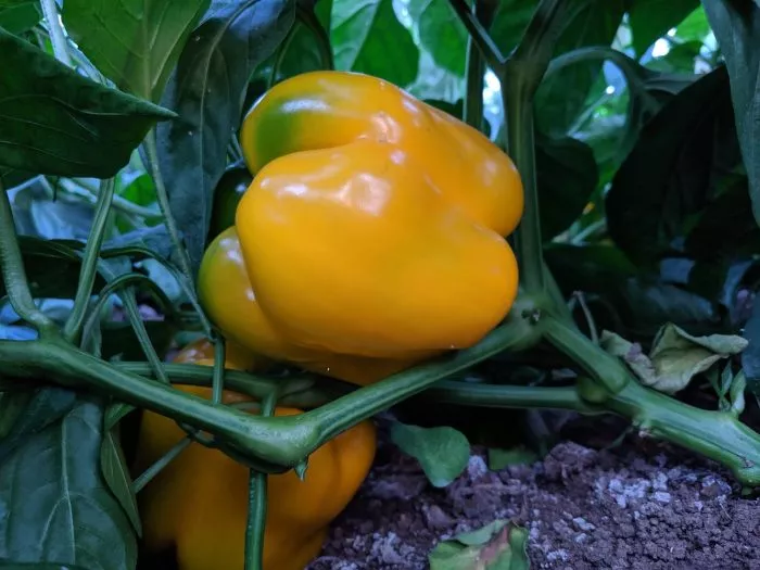 erli-sanseyshn-2-184236