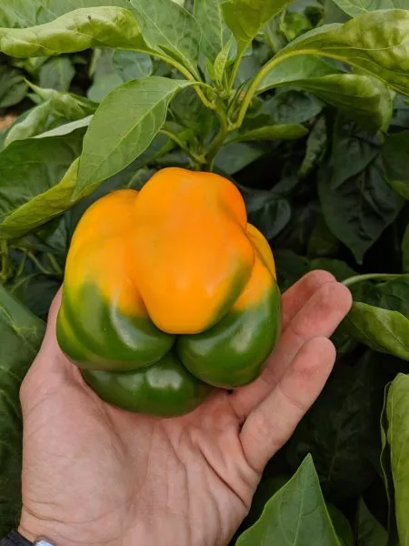 erli-sanseyshn-3-184236