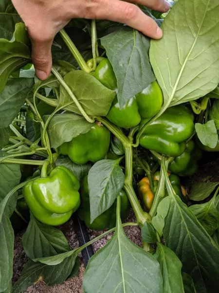 erli-sanseyshn-6-184236