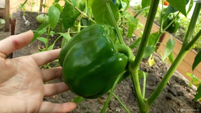 erli-sanseyshn-7-184236