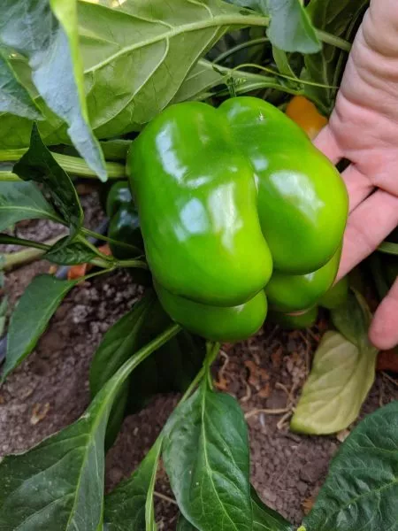 erli-sanseyshn-8-184236