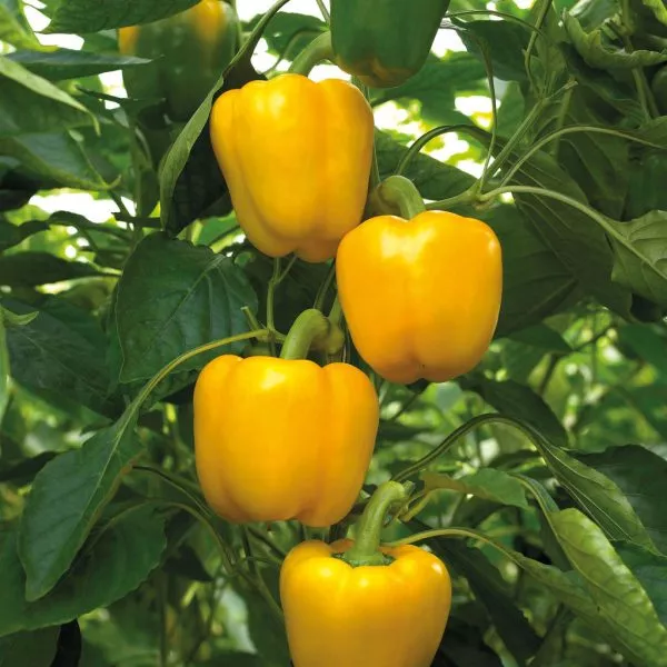 erli-sanseyshn-main-184236