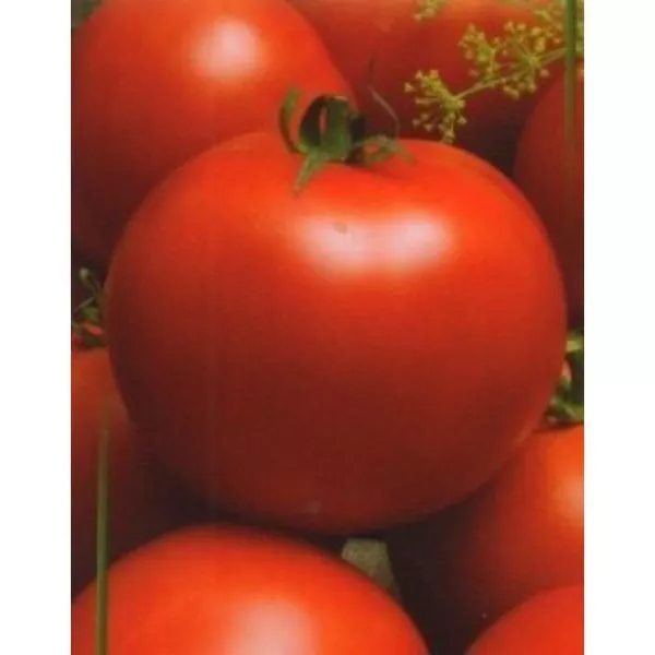 ermitazh-main-170698