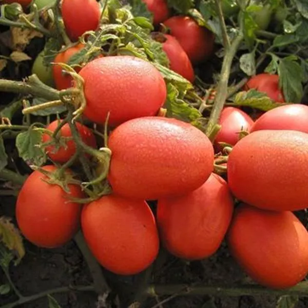 fenomena-main-170665