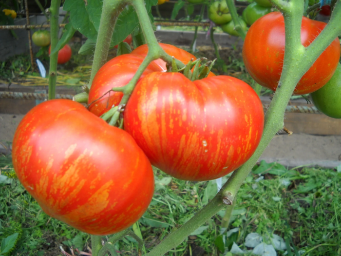 feyerverk-main-170470