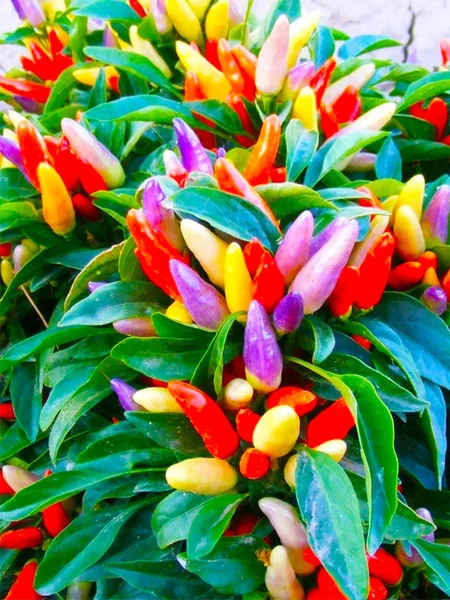 fiesta-balkonno-komnatnyy-1-186107