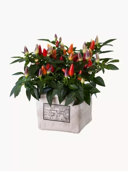 fiesta-balkonno-komnatnyy-2-186107