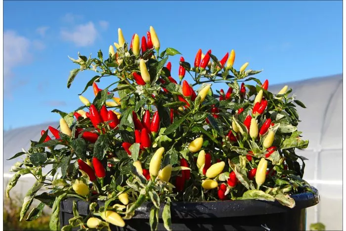 fiesta-balkonno-komnatnyy-3-186107