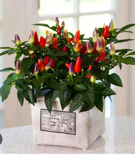 fiesta-balkonno-komnatnyy-4-186107