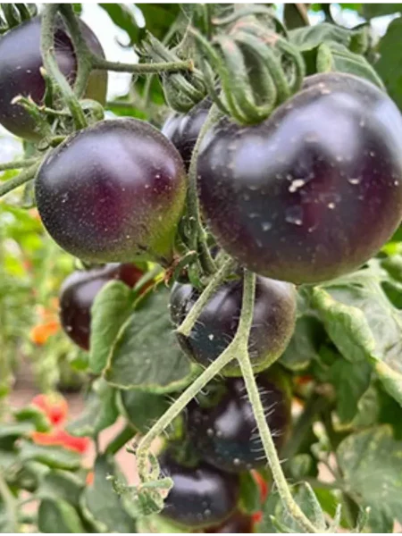 fioletovaya-galaktika-2-172478