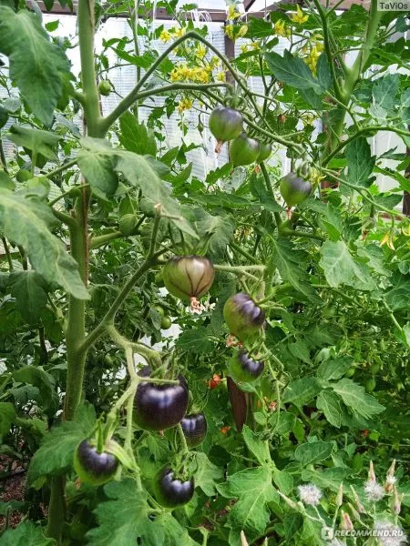 fioletovaya-galaktika-3-172478