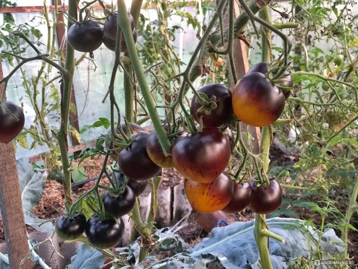 fioletovaya-galaktika-5-172478