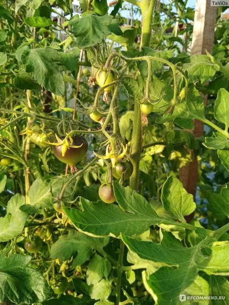 fioletovaya-galaktika-7-172478