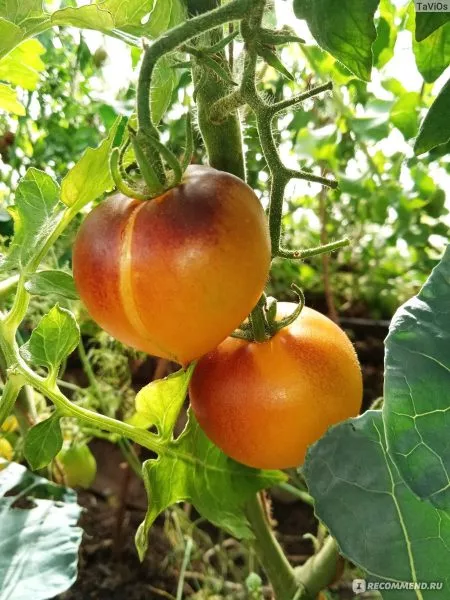 fioletovaya-galaktika-9-172478