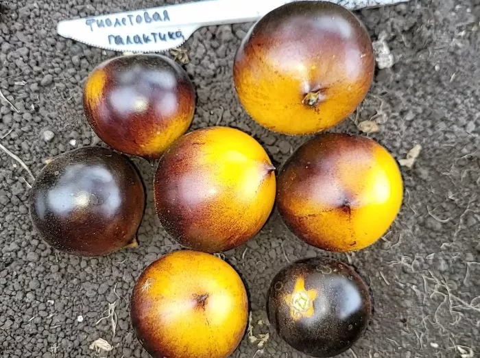 fioletovaya-galaktika-main-172478