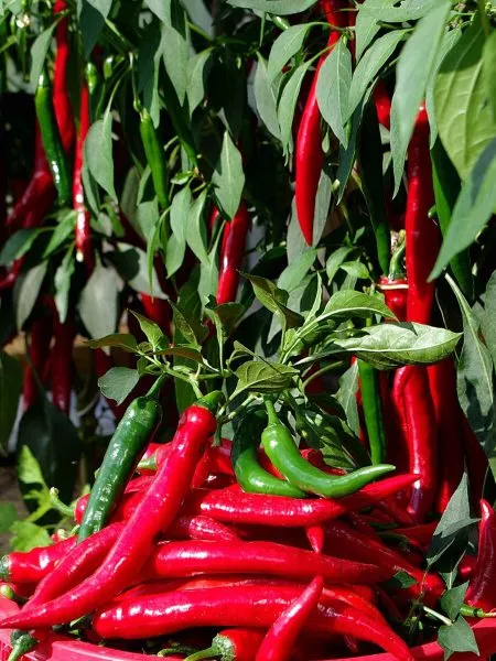 florentina-main-183548