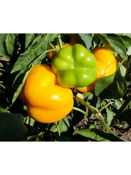 fon-baron-zheltyy-3-185539