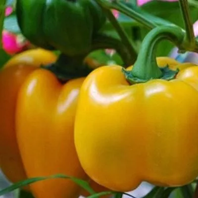 fon-baron-zheltyy-6-185539