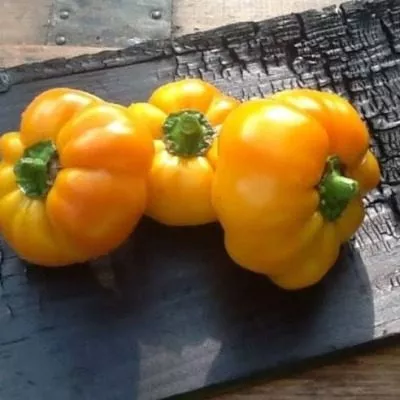 fon-baron-zheltyy-7-185539