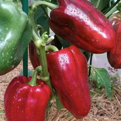 generalskiy-3-181097