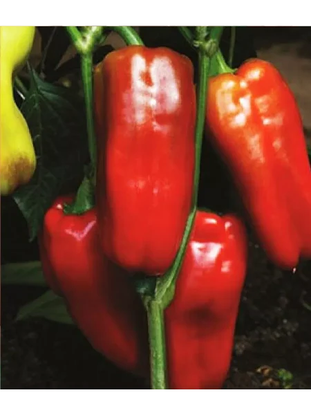 generalskiy-main-181097