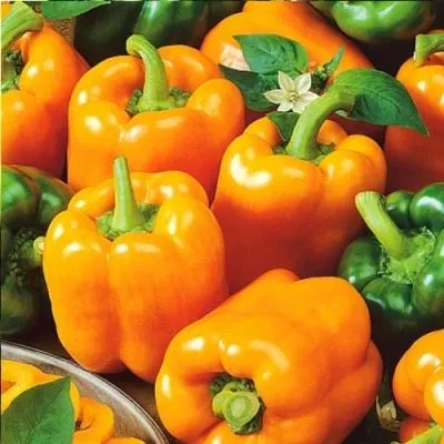 gigant-oranzhevyy-2-190714