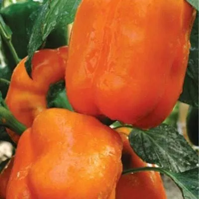 gigant-oranzhevyy-3-190714