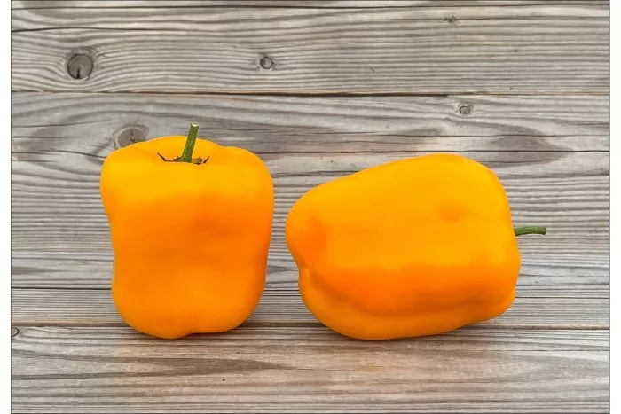 gigant-oranzhevyy-main-190714