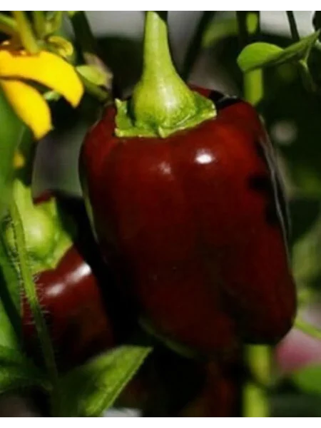 gigant-temno-vishnevyy-1-183669