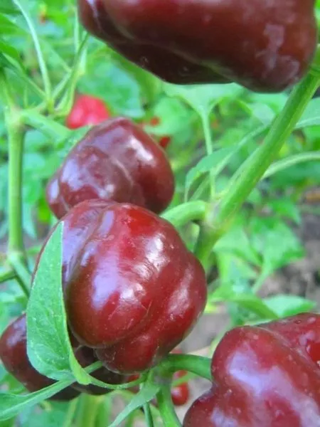 gigant-temno-vishnevyy-3-183669