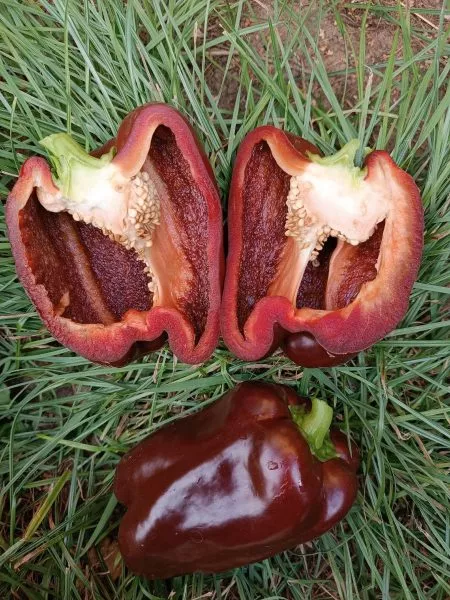 gigant-temno-vishnevyy-6-183669