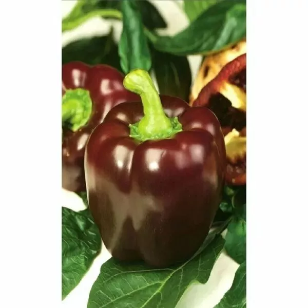 gigant-temno-vishnevyy-8-183669