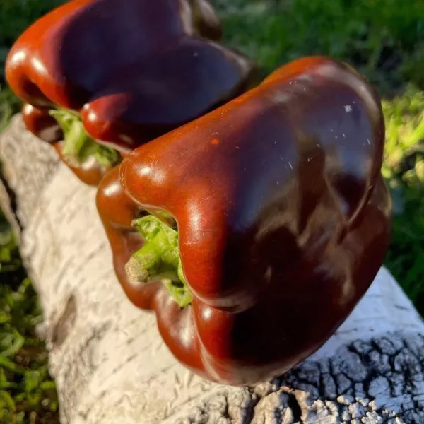 gigant-temno-vishnevyy-main-183669