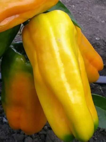 gigant-zheltyy-10-183371