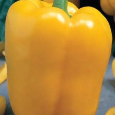 gigant-zheltyy-4-183371