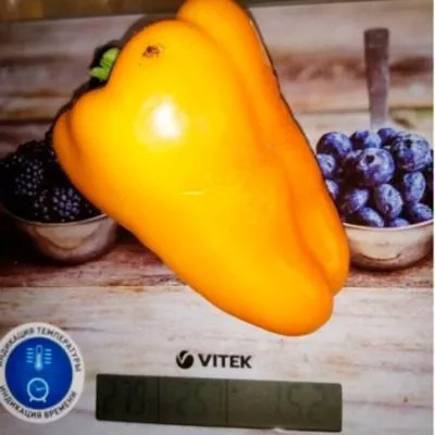 gigant-zheltyy-5-183371