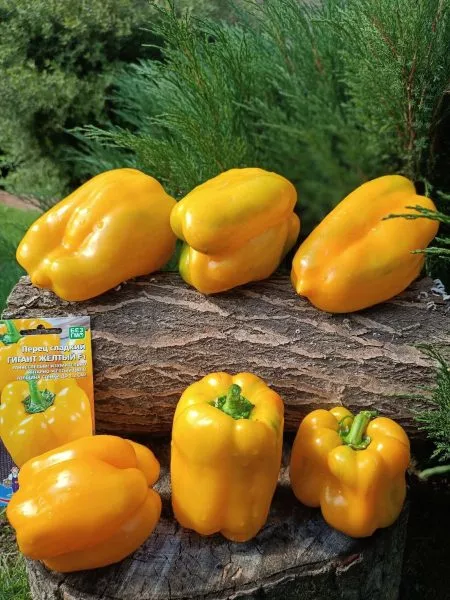 gigant-zheltyy-9-183371