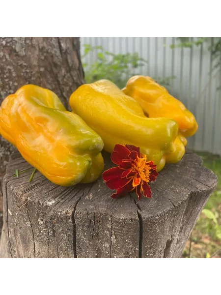 gigant-zheltyy-main-183371-1