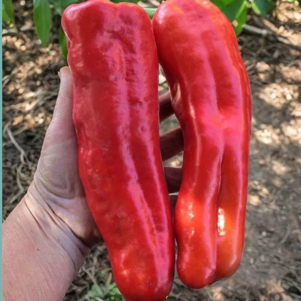 gigantskiy-akonkagua-1-188044