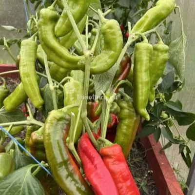 gigantskiy-akonkagua-10-188044