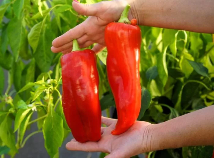 gigantskiy-akonkagua-2-188044