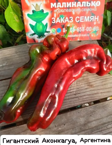 gigantskiy-akonkagua-4-188044