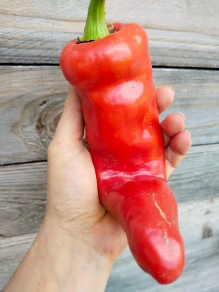 gigantskiy-akonkagua-5-188044