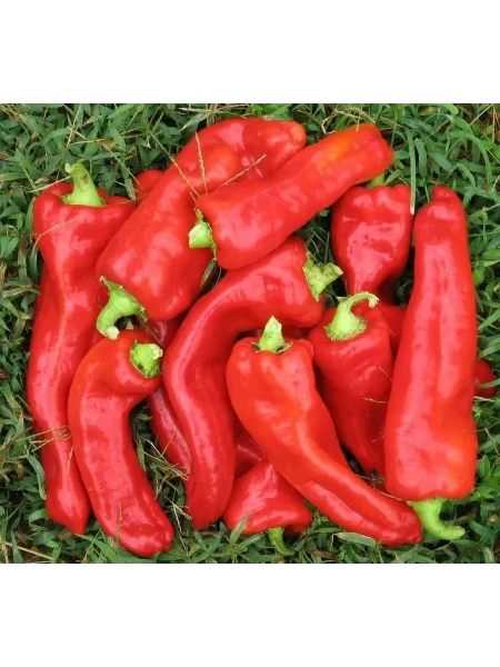 gigantskiy-akonkagua-7-188044