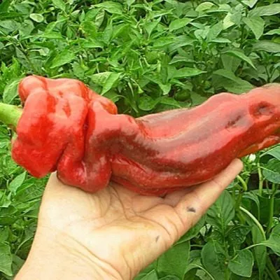 gigantskiy-akonkagua-9-188044