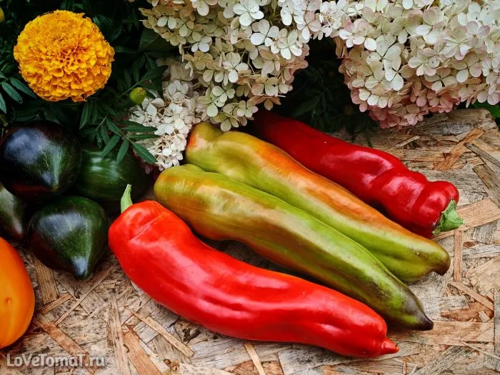 gigantskiy-akonkagua-main-188044